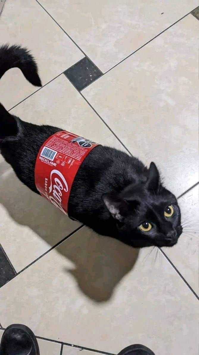 catsbeingweirds's tweet image.