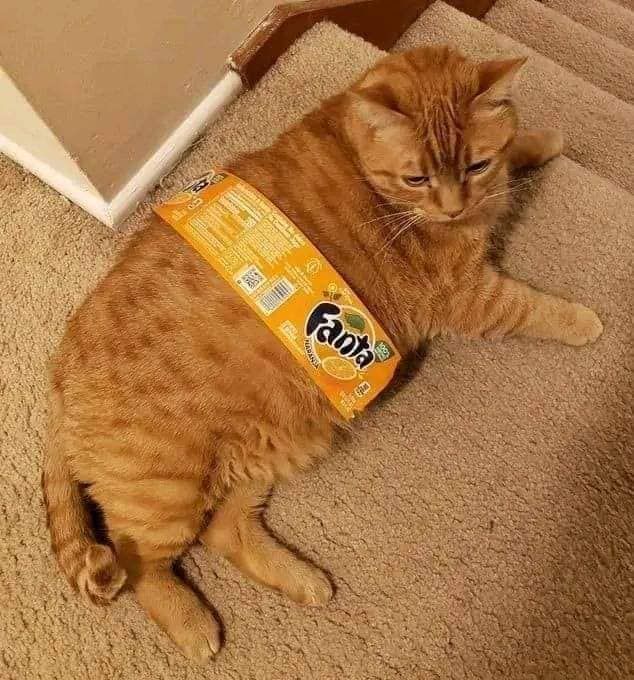 catsbeingweirds's tweet image.