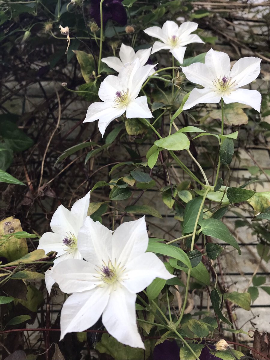 hildevdva's tweet image. Clematis ‘Forever Friends ‘. Wishing you all a happy new week.