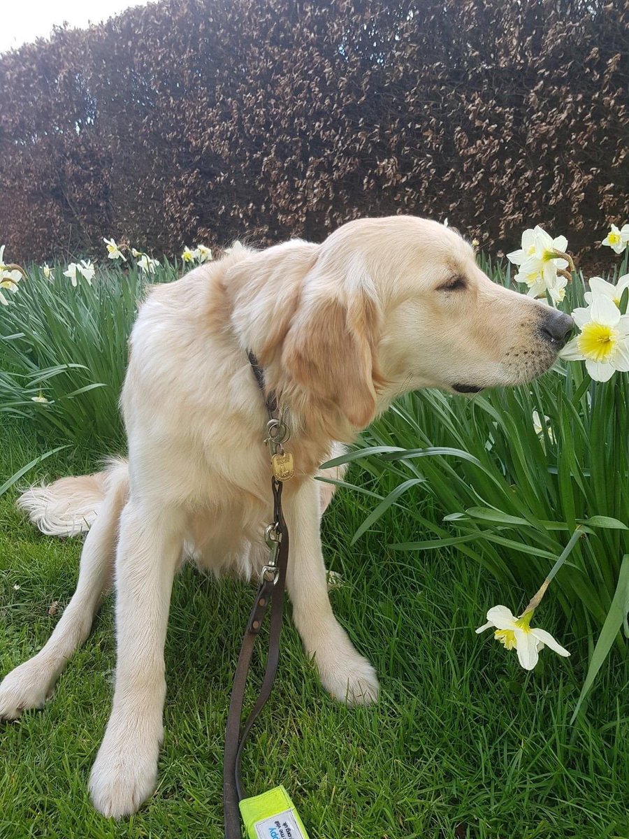 Bailey loves sniffing flowers.