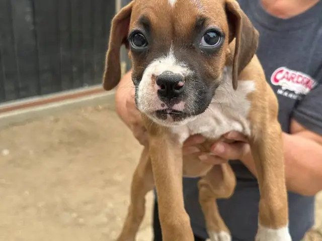 puppiessale's tweet photo. Purebred Boxer puppies for sale https://t.co/KGylxQUq7k https://t.co/aTmRQjGVQL
