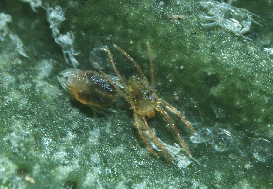 RAIF_noticias tweet media