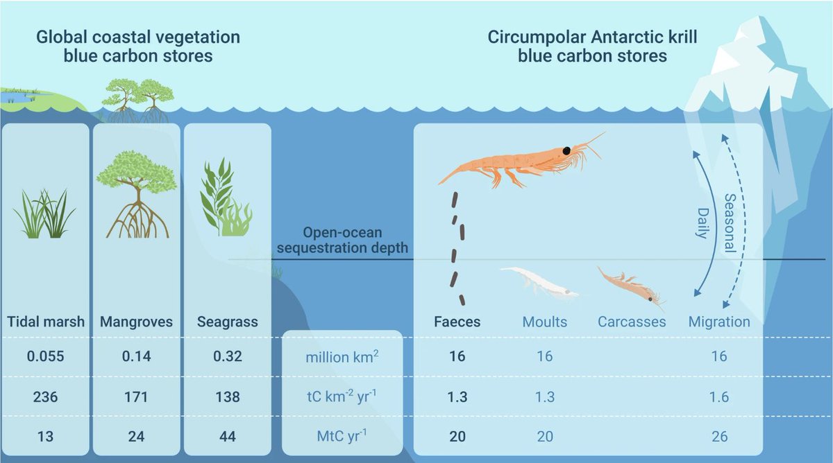 A study by <a href="/emma_cavan/">Emma Cavan</a> and colleagues shows that #Antarctic #krill are important facilitators of #carbon #sequestration, transferring through their faeces as much carbon to the deep #ocean as is stored in seagrass beds and mangrove forests <a href="/imperialcollege/">Imperial College London</a>
nature.com/articles/s4146…