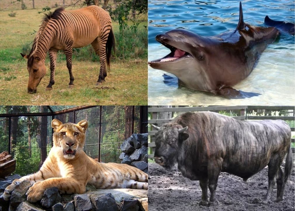 Satwa-satwa Hybrid Unik Hasil Kawin Silang

Siapa bilang hewan hybrid cuma ada di film?

Ternyata di dunia nyata, banyak juga lho hewan hasil perkawinan silang yang unik dan menarik!

Ini nggak terjadi secara alami ya, biasanya ada campur tangan manusia dalam prosesnya.

Yuk,