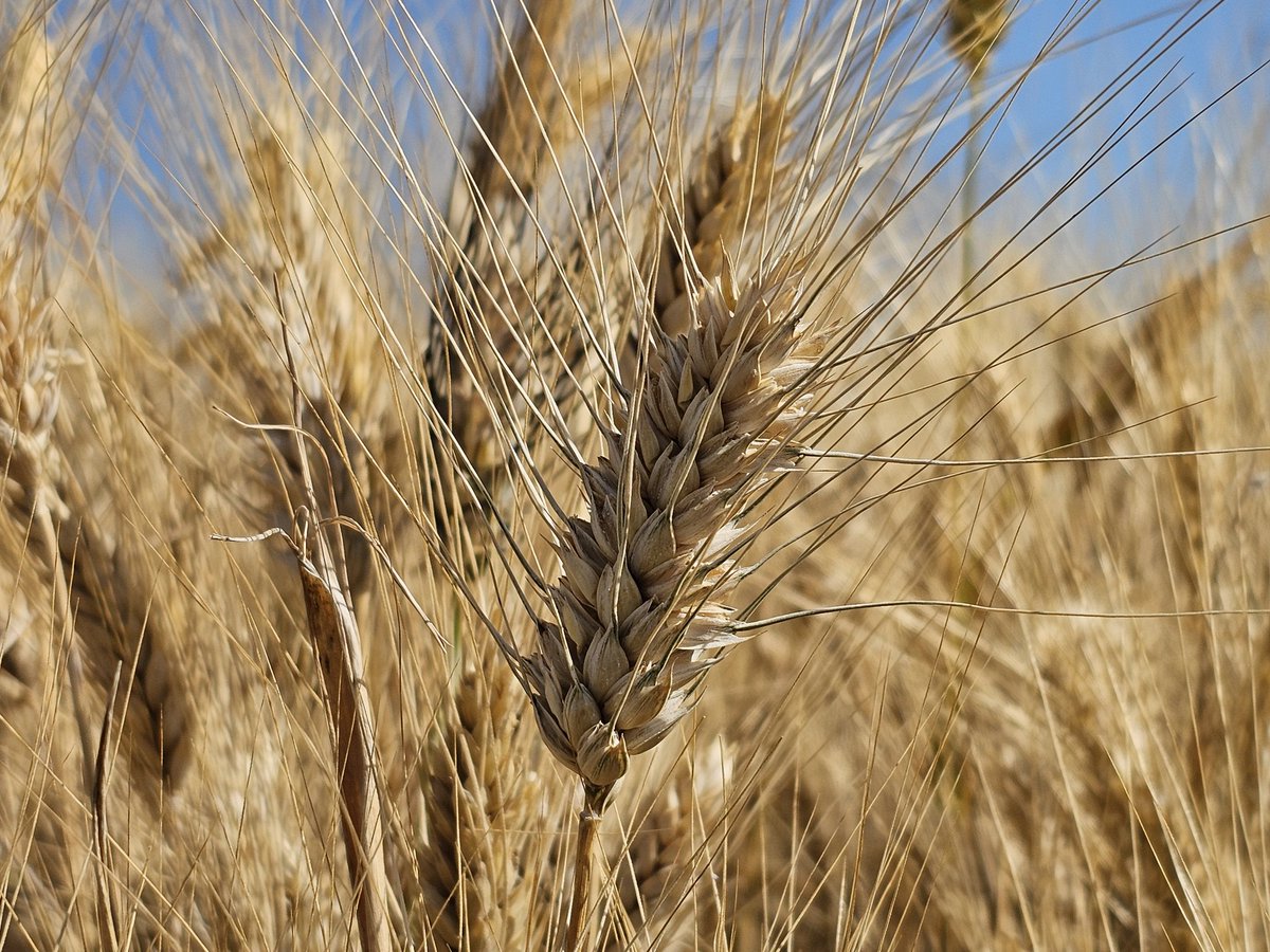 UPAANDALUCIA's tweet photo. Hoy es buen momento para ensalzar el cuidado de nuestra oficina. Somos los primeros interesados en proteger nuestro suelo. Somos los garantes de productos de calidad y saludables. Damos de comer al mundo. Por eso hay que cuidarnos y respetarnos. FELIZ #DíaMundialdelaAgricultura https://t.co/JXhAPy0580