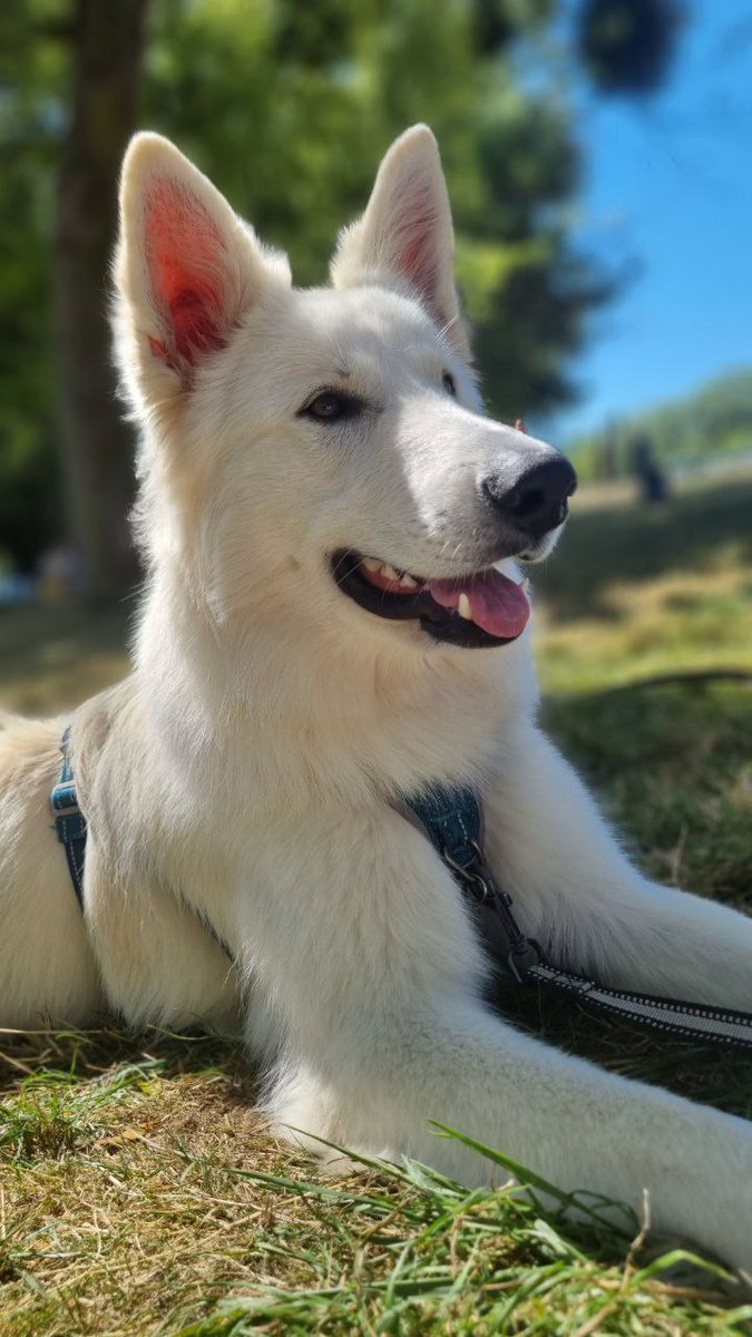 Envoyez la plus belle photo de votre animal de compagnie 😉 

📸 <a href="/OrusEtCo/">Orus & Co. ➡️ FCD 🤠</a>