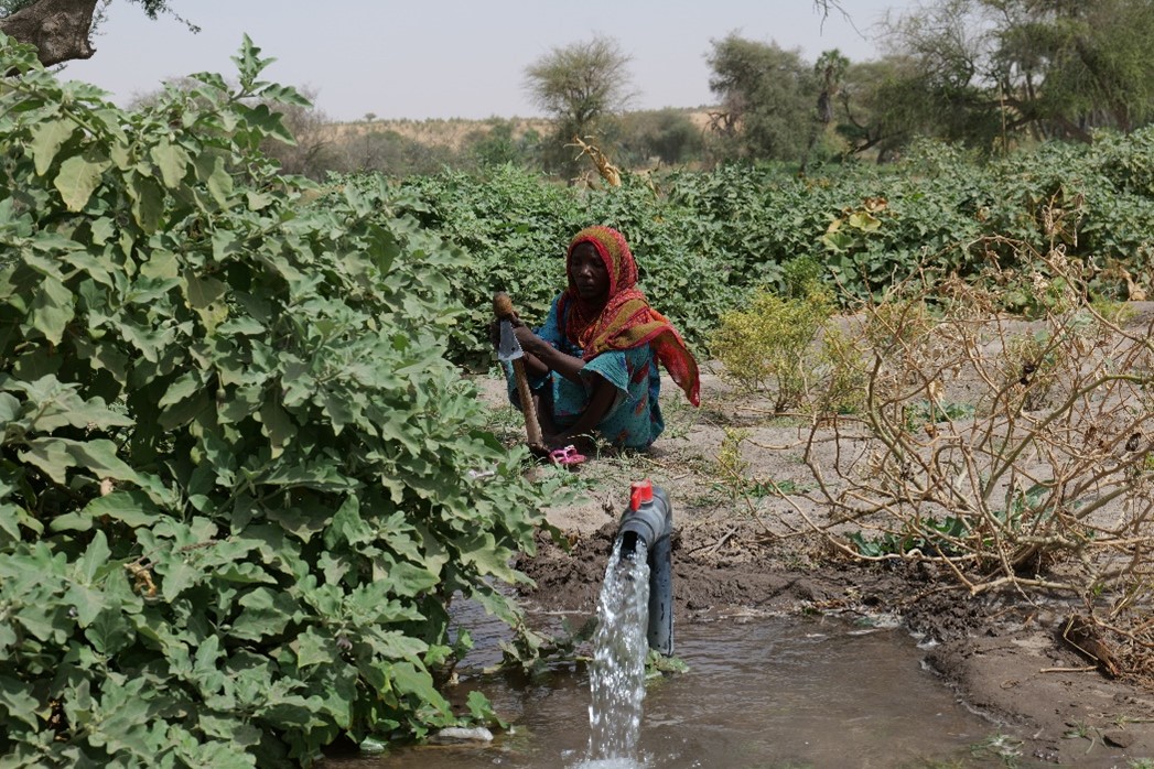 WFP_Chad's tweet photo. Dans le cadre du projet P2RSA financé par l’@UEauTchad 🇪🇺100 hectares de terres ont déjà été aménagés pour la production agricole dans le BEG. Les agriculteurs peuvent désormais cultiver des légumes et les vendre au marché. Les besoins d’assistance humanitaire sont ainsi réduits. https://t.co/juWenT9Tmb