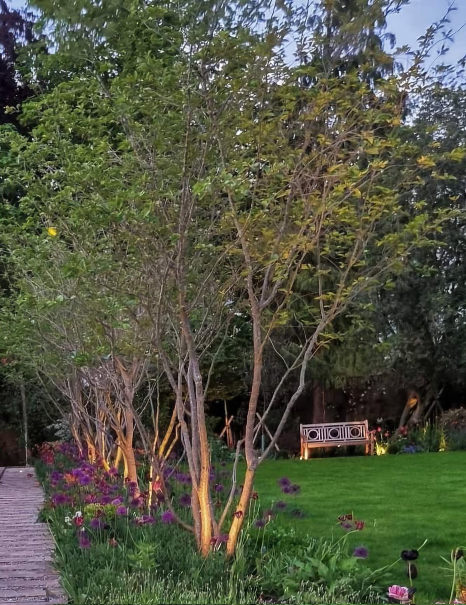 Outdoor lighting is so important when the clients want to prolong the joy to use the garden for longer hours. Here I uplight the scultural trunks of multi stemmed cherry trees instead of the canopies.
<a href="/silvalandscapes/">roberto silva</a>
#gardendesign #landscapedesign #gardendesigner #landscapedesig
