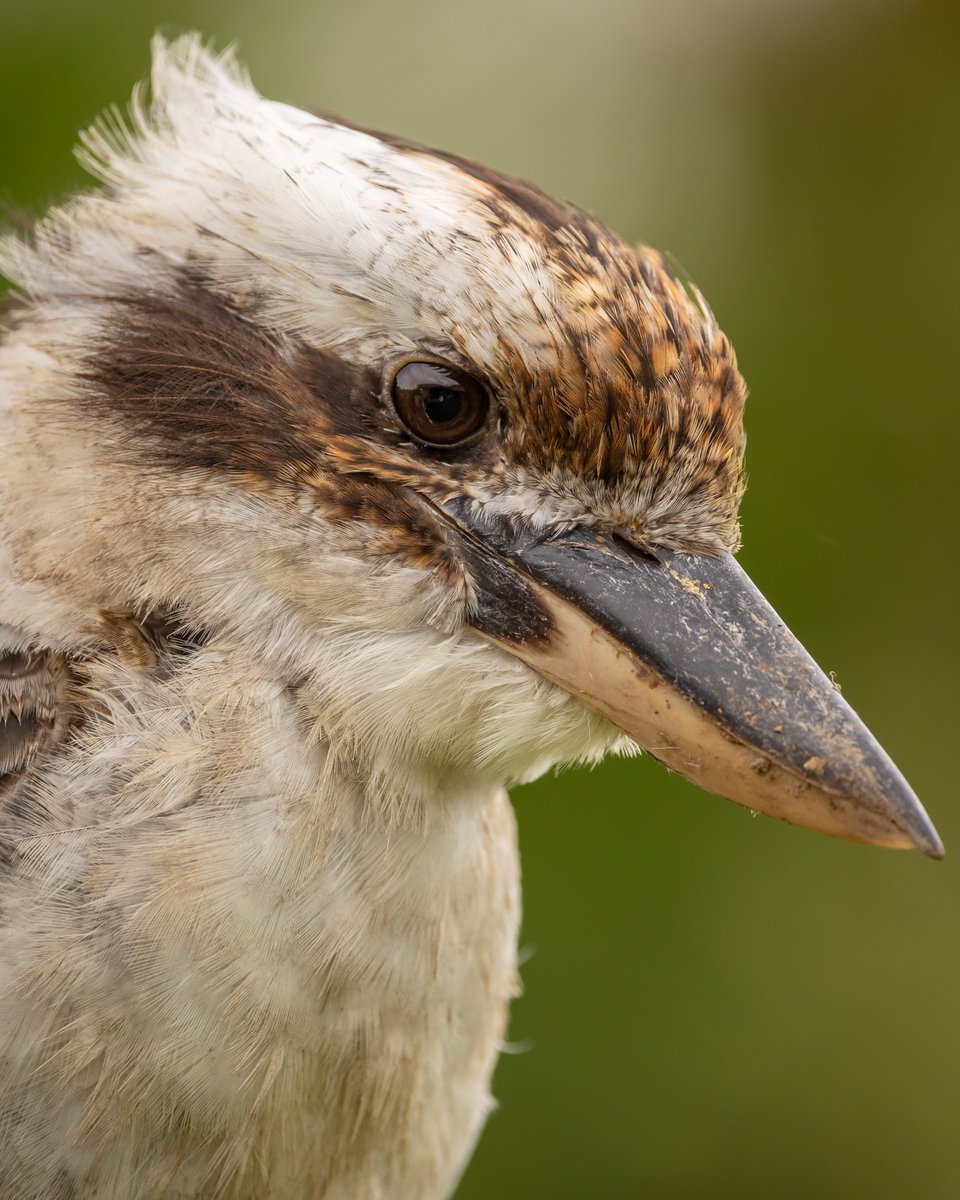 ausgeo's tweet image. We heard your cries as loud as a #kookaburra's, so the next episode of #AskAnExpert will be all about these beloved Aussie #birds!

Want to get notified when we go live on Monday 30 September? Enable notifications with this link so you don't miss a minute: ausgeo.co/kookaburras