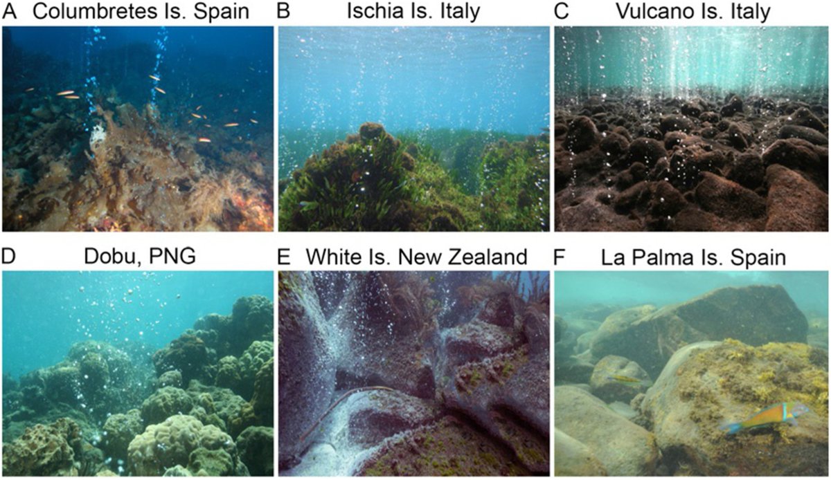 SaraGonzalezD's tweet photo. Check out our reprint article now available: 'The Importance of Natural Acidified Systems in the Study of Ocean Acidification: What Have We Learned?' ๐. https://t.co/mp8seNVTJf
#OceanScience #ClimateChange #CO2Vent
@CienciaULL @josecarlocean https://t.co/y1T46vkW2C