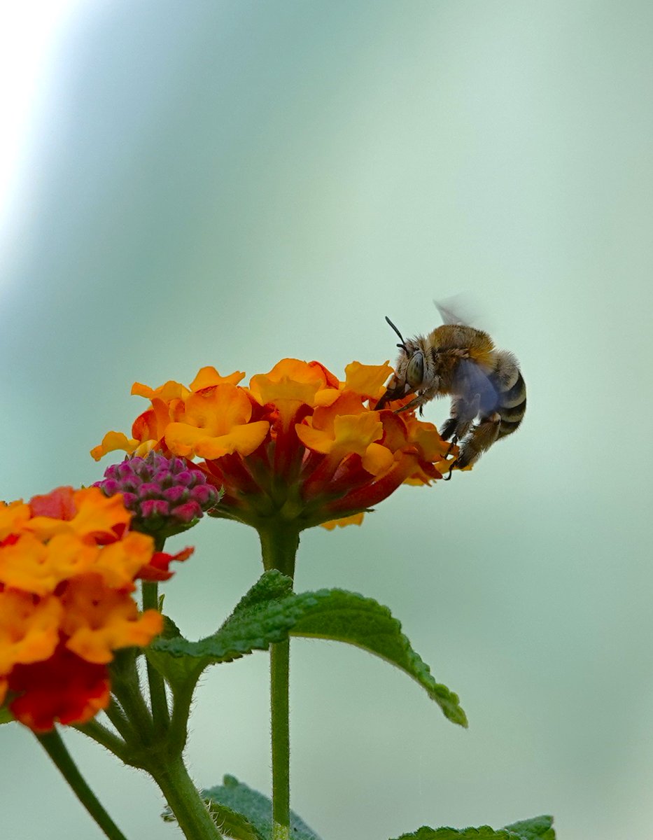 Bon #LundiFleuri 🌺 dans mon jardin 🐝