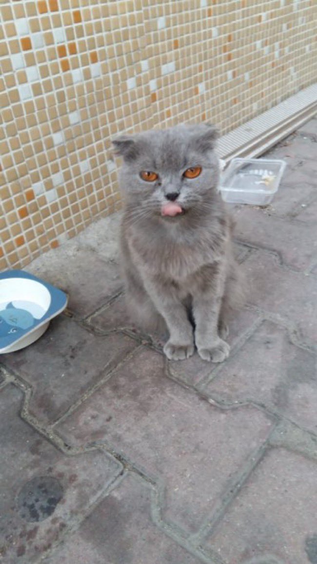 masum_gozler's tweet photo. ÇOK ACİL GEÇİCİ KALICI YUVA ARANIYOR!
İstanbul Bahçelievler
0 536 760 95 52
1 haftadır sokakta eve alamıyorum. 5 aylık civarı sanırım. Acil geçici kalıcı yuva arıyorum.

@DryLgn https://t.co/FVcfRi3w7W