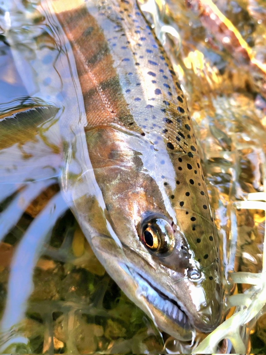 hanme6496's tweet photo. 2024.9.9
ようやく尺上山女魚🎵 https://t.co/lJ56dLJH2C
