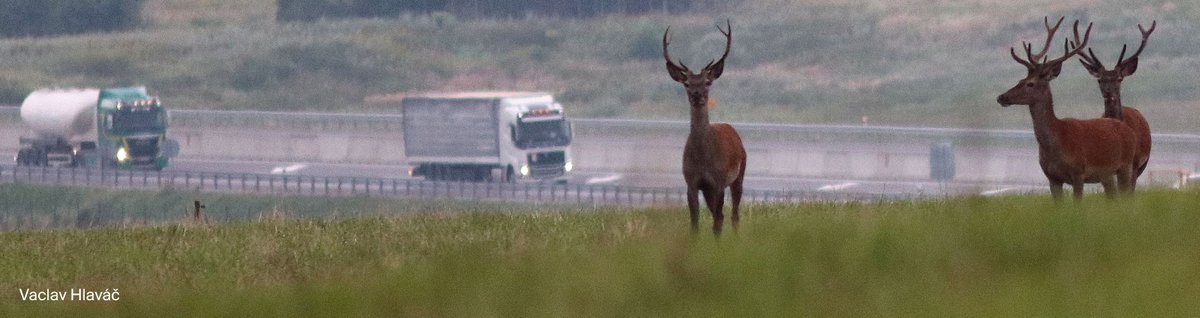 Carme Rosell tweet media
