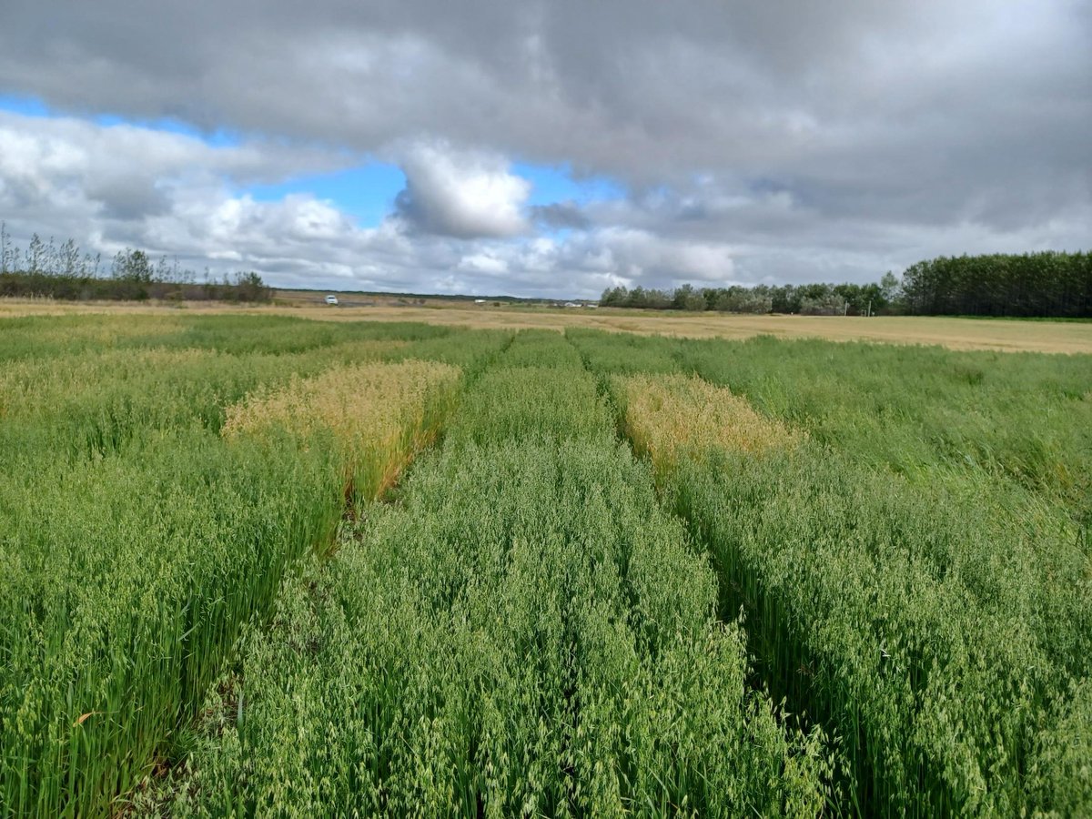 Oats are a challenging crop at the northern periphery. The season in Iceland has been the coldest for decades. Colder even than in Svalbard. Still, the specialist in the project could suggest cultivars that can mature under the most extreme conditions
