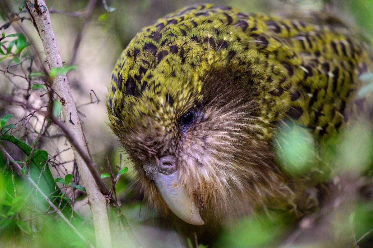 Sad news from the #kakapo world: Ranger, a 5 year old male, has been found dead on Anchor Island. He appeared to have died in a tree fall during recent storms. A reminder that animals have accidents too. There are 246 kākāpō left. #conservation #parrots Pic: Jake Osborne