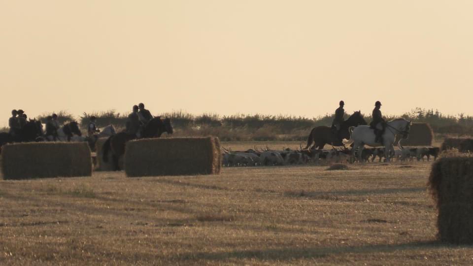 York Anti-Hunt League tweet media
