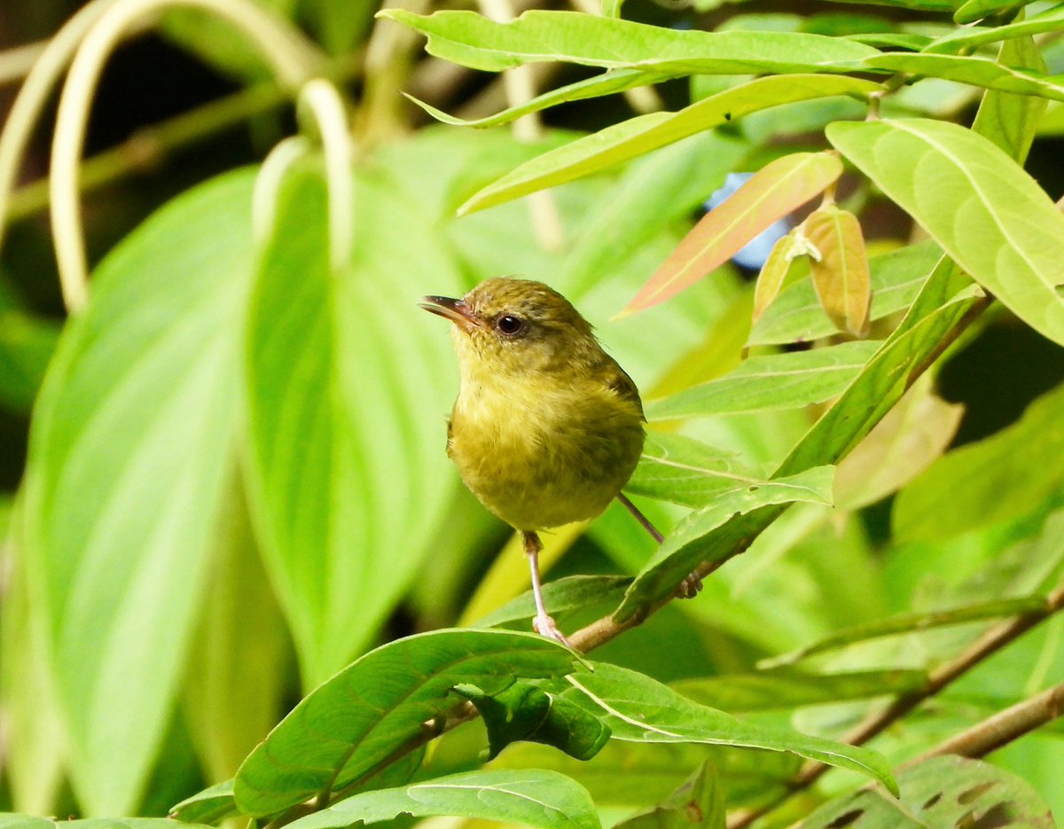 PlantChaser's tweet photo. Negros leaf warbler (Phylloscopus nigrorum)
Davao de Oro
August 2024
#negrosleafwarbler #leafwarbler #warbler #bird #birdwatching #birdphotography #birdphoto #nature #wildlife #birding #naturephotography https://t.co/TI6qGwLwK3