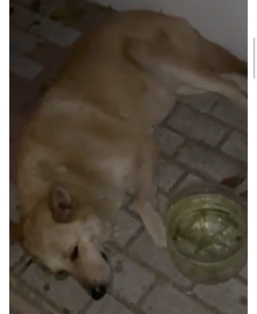 Şahsın 2012'de köpeğe cinsel istismar, çocuklara taciz, gasp gibi birçok suça karıştığı ancak serbest bırakıldığı taciz mağduru bu köpeğin ise birçok kez cinsel istismara uğradığı veterinerler tarafından tespit edilmişti . Duruşma yarın 11.40 da Bakırköy adalet sarayında