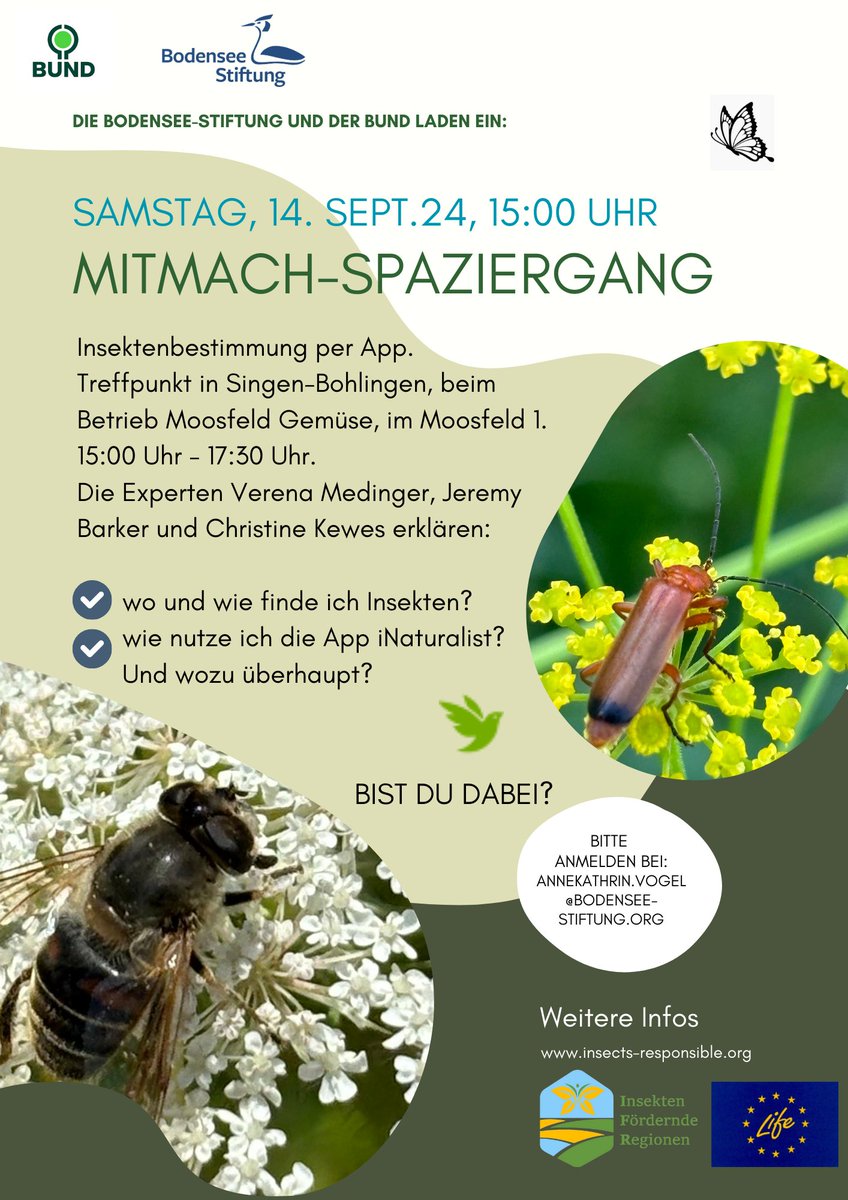 📢Einladung zum Mitmach-Spaziergang am 14.9. bei Singen am Hohentwiel: #Insekten 📷entdecken und per App📱bestimmen – mit vielen Infos zu Insekten und #iNaturalist. Infos und Anmeldung🙌insect-responsible.org/veranstaltunge…