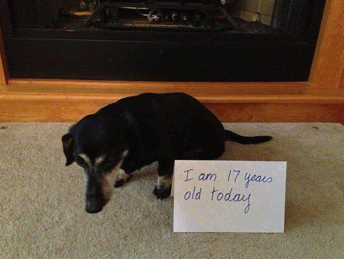 Tweets of Dogs tweet media