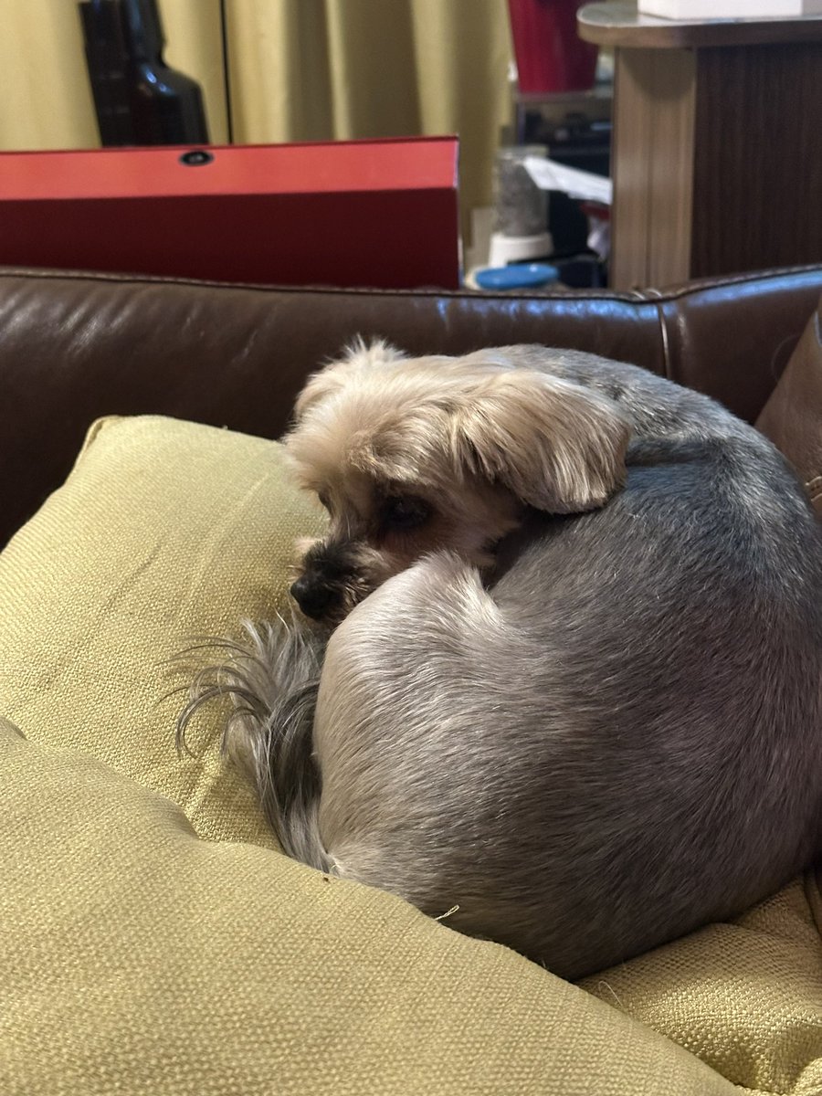 woofawalk's tweet photo. Our four little doggies 😍 https://t.co/Q5z0GH4975