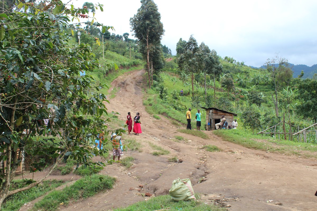 brewblockco's tweet image. Roads leading up the mountain, solitary huts dot the way.

Coffee grows in the most rural of places, growing coffee to many is a sign of wealth, to others it is a sign of poverty. 

These people use their income to invest in
their own businesses, imagine what a tip could do?