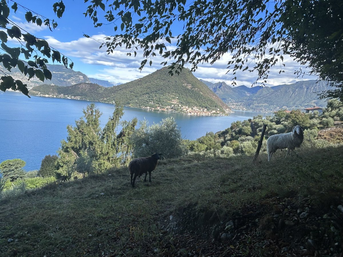 DesireeBellia's tweet photo. My #Italy 🇮🇹🍕🍝🐑🌲🏡 https://t.co/TOQ9hCrk8j