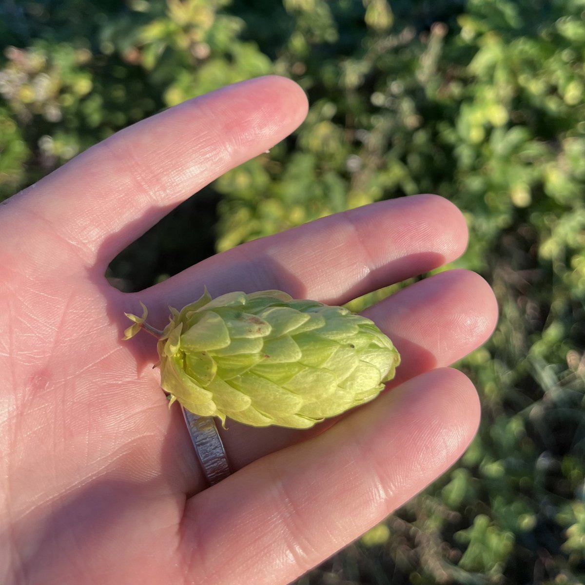 JavanainenM's tweet image. Back from Prague! Attended the PhD defence of Man whom I advised at @IOCBPrague; watched Katarina @cwiklik_lab measure data for future proposals; gave a talk at @JHINST_Prague; met many old&amp;amp;new colleagues; and went for a long hop-scented run along Vltava, followed by some duck 🥰