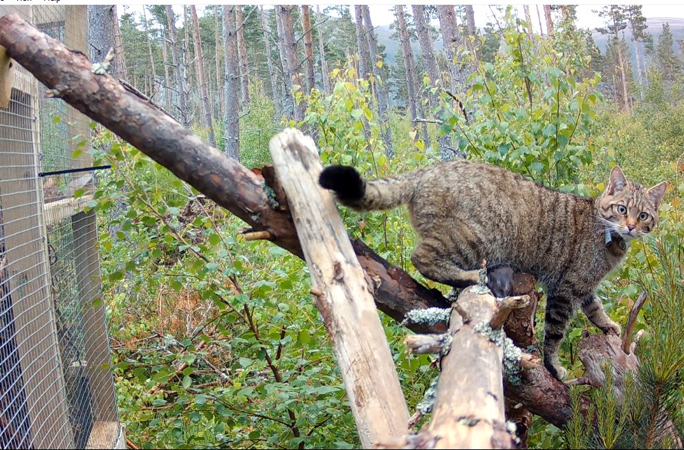 Nine more wildcats have been released into the Cairngorms National Park 🐾🎉

Find out more ➡ savingwildcats.org.uk/wildcatrelease…