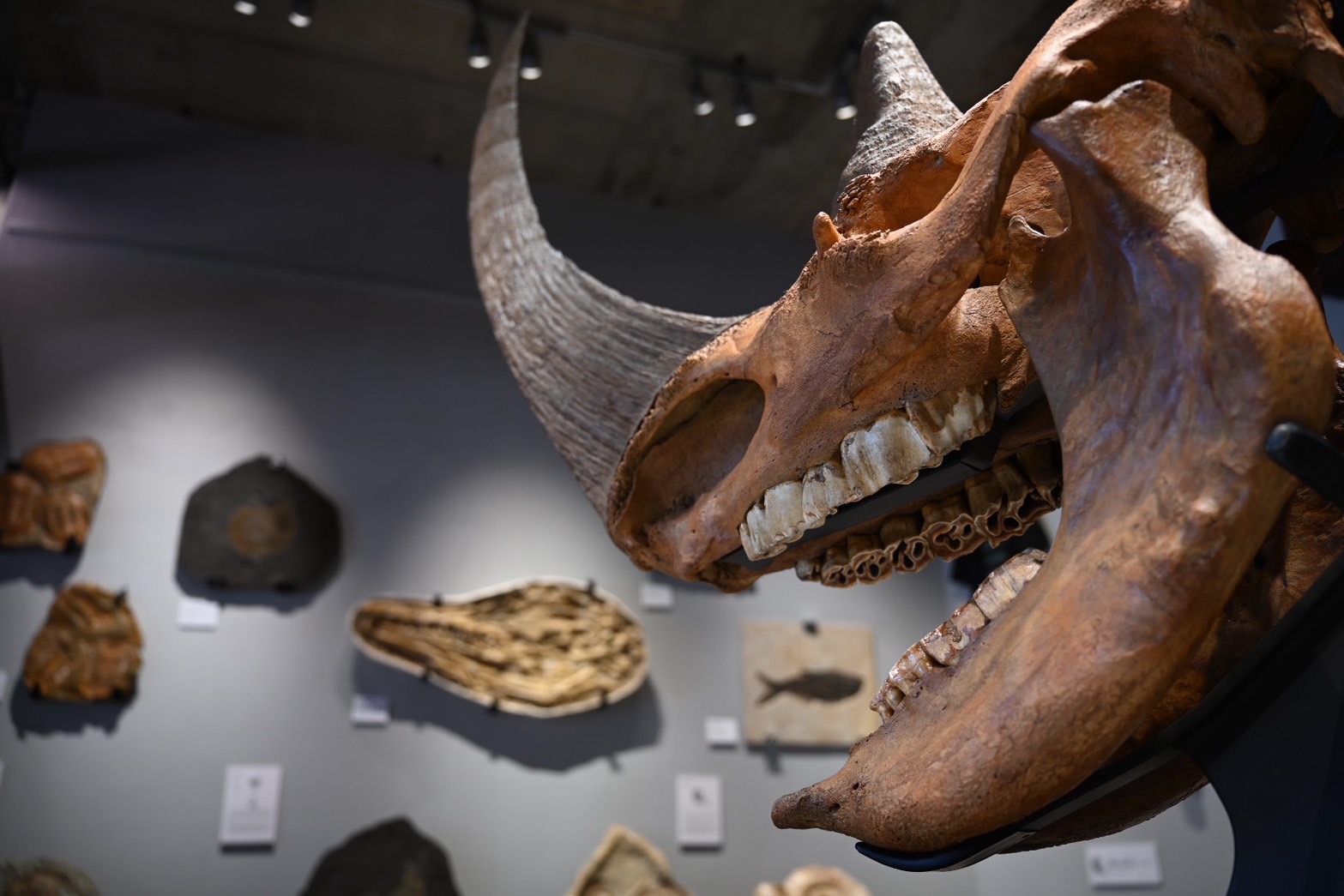 化石　ケブカサイ (woolly rhinoceros)右下顎　44㎝ 化石 ケブカサイ (woolly rhinoceros)右下顎 44㎝