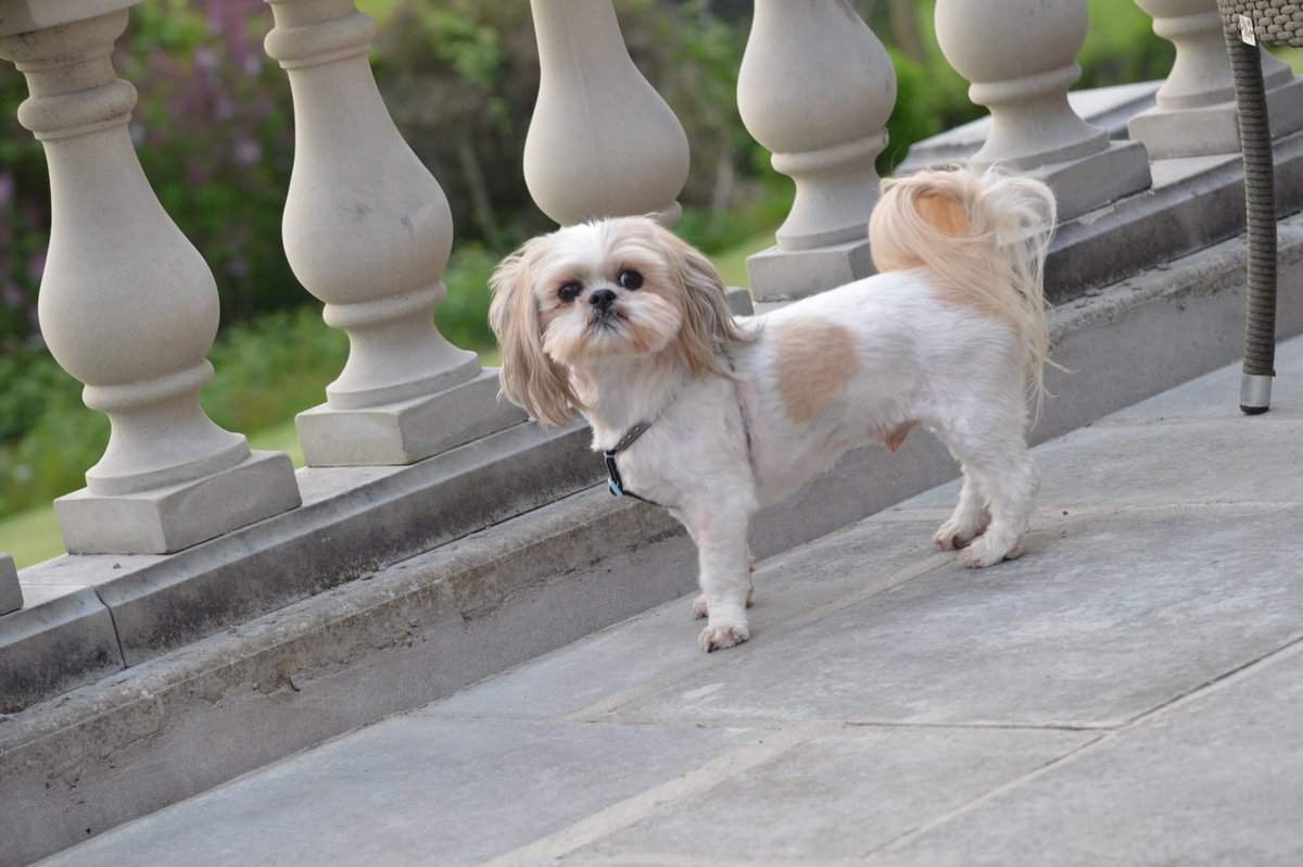 🐺Howling Crazy🐺 (@howlingcrazy) on Twitter photo 