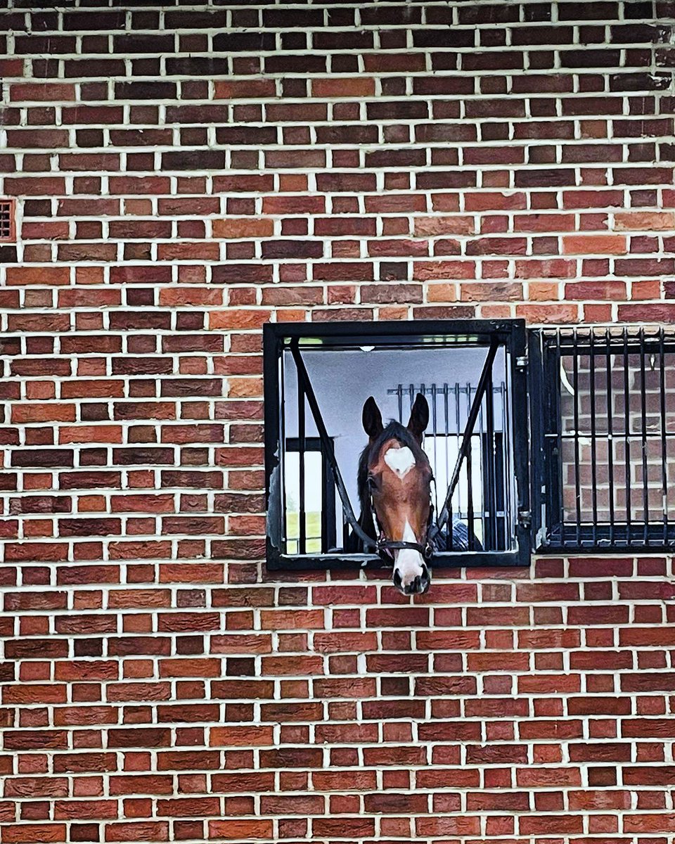 KennetValleySyn's tweet photo. 🩷Mollie Foster🩷 captured on a recent visit to @edwalkerracing 📸

#kvsyndicates #MollieFoster #racehorsesyndication #stablevisits #morningonthegallops 

🔵🔴⚪️ https://t.co/TlDF2K1ye8