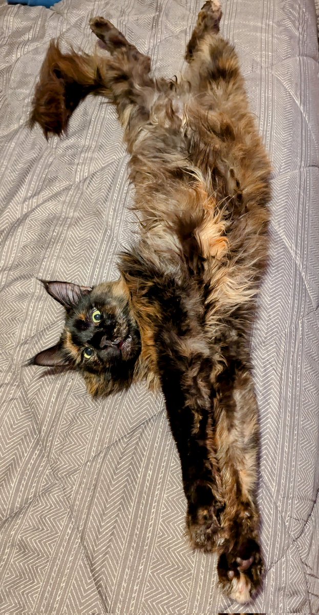 Stretch Kitty 😺 

#cats #cat  #mainecoon #KittyTwitter  #KittyLoafMonday #kitty #pussycat #relaxing