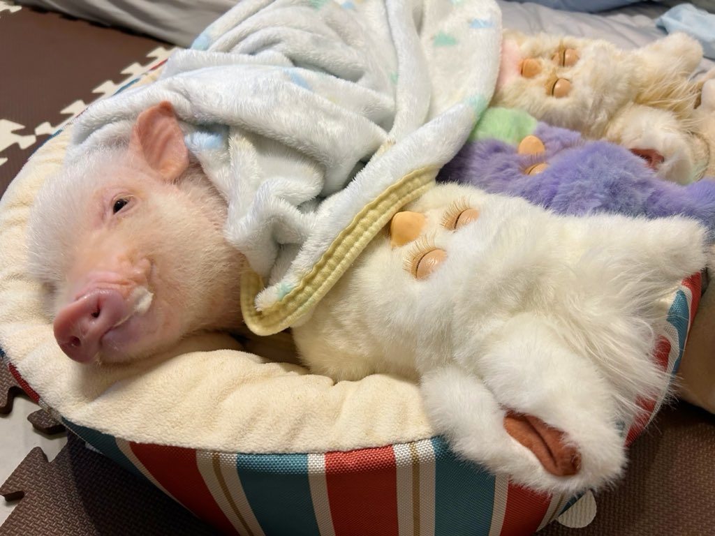 いつまで寝てるだー！！！