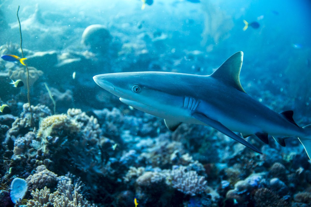 Michael J. Williamson (@mjw_marine) on Twitter photo Out today in <a href="/CommsBio/">Communications Biology</a> our new #OpenAcess paper on the impact of #environmental stress on reef #shark residency!
➡️ tinyurl.com/yc7kzkup
<a href="/ZSLScience/">ZSL Science</a> <a href="/Marine_Science/">⛴ 🌏 Marine Science 🐠 🐟</a> <a href="/kclgeography/">King's Geography</a> <a href="/LancsUniLEC/">Lancaster Environment Centre</a> <a href="/ZSLMarine/">ZSLMarine</a>
Thread ⬇️
Photo credit ©Bertarelli Foundation / George Duffield Out today in <a href="/CommsBio/">Communications Biology</a> our new #OpenAcess paper on the impact of #environmental stress on reef #shark residency!
➡️ tinyurl.com/yc7kzkup
<a href="/ZSLScience/">ZSL Science</a> <a href="/Marine_Science/">⛴ 🌏 Marine Science 🐠 🐟</a> <a href="/kclgeography/">King's Geography</a> <a href="/LancsUniLEC/">Lancaster Environment Centre</a> <a href="/ZSLMarine/">ZSLMarine</a>
Thread ⬇️
Photo credit ©Bertarelli Foundation / George Duffield