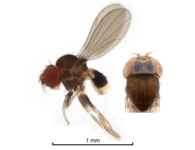 First images of one of the rarest #Drosophilidae flies: Poliocephala microabdomina from New Guinea and Australia  doi.org/10.6084/m9.fig…