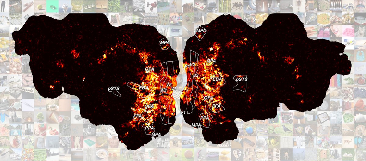MPI für Kognitions- & Neurowissenschaften (@mpi_cbs) on Twitter photo Humans think in many #dimensions at a time 🧠📷When seeing objects, our #brain uses not just one, but a multitude of behaviorally relevant dimensions, like
<a href="/OliverContier/">Oliver Contier</a> & <a href="/martin_hebart/">Martin Hebart</a> <a href="/jlugiessen/">Universität Gießen</a> show in
<a href="/NatureHumBehav/">Nature Human Behaviour</a>: tinyurl.com/426j696e Humans think in many #dimensions at a time 🧠📷When seeing objects, our #brain uses not just one, but a multitude of behaviorally relevant dimensions, like
<a href="/OliverContier/">Oliver Contier</a> & <a href="/martin_hebart/">Martin Hebart</a> <a href="/jlugiessen/">Universität Gießen</a> show in
<a href="/NatureHumBehav/">Nature Human Behaviour</a>: tinyurl.com/426j696e