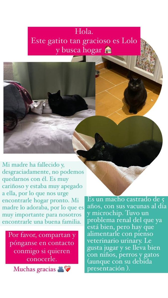 Creo que la magia de Twitter ya no existe, pero tengo que intentarlo.

Mi madre ha fallecido y estamos buscando adopción para su gato. Nosotros no podemos traérnoslo a casa y no queremos que se quede solo, porque está notando su ausencia.

Contacta conmigo cualquier cosa 🤞🖤