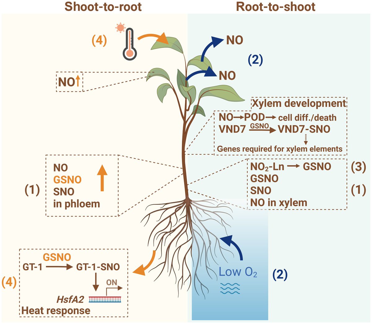 Abiotic stress in plants (Green Survivors) (@abioticstress) on Twitter photo Review by Kolbert et al. <a href="/Uni_Szeged/">University of Szeged</a> <a href="/INRAE_France/">INRAE</a> <a href="/CIB_CSIC/">CIB Margarita Salas (CSIC)</a> <a href="/DrJagadisNIPGR/">Dr. Jagadis Gupta Kapuganti</a> <a href="/NIPGRsocial/">BRIC-NIPGR</a> <a href="/NewPhyt/">New Phytologist</a> <a href="/wileyplantsci/">Wiley Plant Science</a>
Interorgan, #intraorgan & interplant communication mediated by #nitric oxide and related species
nph.onlinelibrary.wiley.com/doi/10.1111/np…
#PlantSci <a href="/PlantRedox/">RedoxInPlants</a> <a href="/PlantSignLab/">Plant Signaling Lab</a> Review by Kolbert et al. <a href="/Uni_Szeged/">University of Szeged</a> <a href="/INRAE_France/">INRAE</a> <a href="/CIB_CSIC/">CIB Margarita Salas (CSIC)</a> <a href="/DrJagadisNIPGR/">Dr. Jagadis Gupta Kapuganti</a> <a href="/NIPGRsocial/">BRIC-NIPGR</a> <a href="/NewPhyt/">New Phytologist</a> <a href="/wileyplantsci/">Wiley Plant Science</a>
Interorgan, #intraorgan & interplant communication mediated by #nitric oxide and related species
nph.onlinelibrary.wiley.com/doi/10.1111/np…
#PlantSci <a href="/PlantRedox/">RedoxInPlants</a> <a href="/PlantSignLab/">Plant Signaling Lab</a>