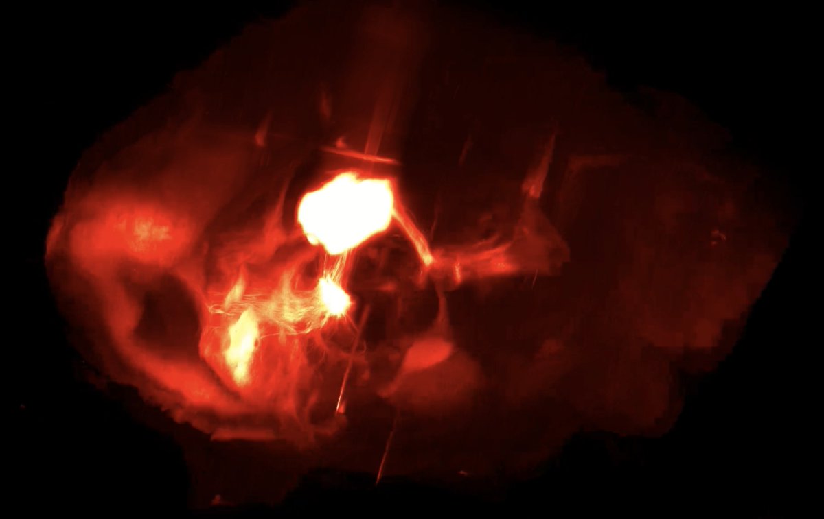 DNF_neuro's tweet image. Observing others coping with a traumatic experience can increase our capacity for resilience and prevent associated pathological states. @unil neuroscientists have deciphering its mechanism. To read in Science. news.unil.ch/display/172502…
#neuroscience
@_mameli_ @MondoloniSarah