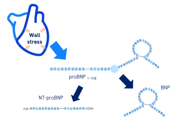 AlbertoCereda1's tweet photo. ARNI therapy results in a decrease of N-terminal pro-BNP (NT-proBNP) and increase of BNP levels respectively. https://t.co/i7sBfAuMFh