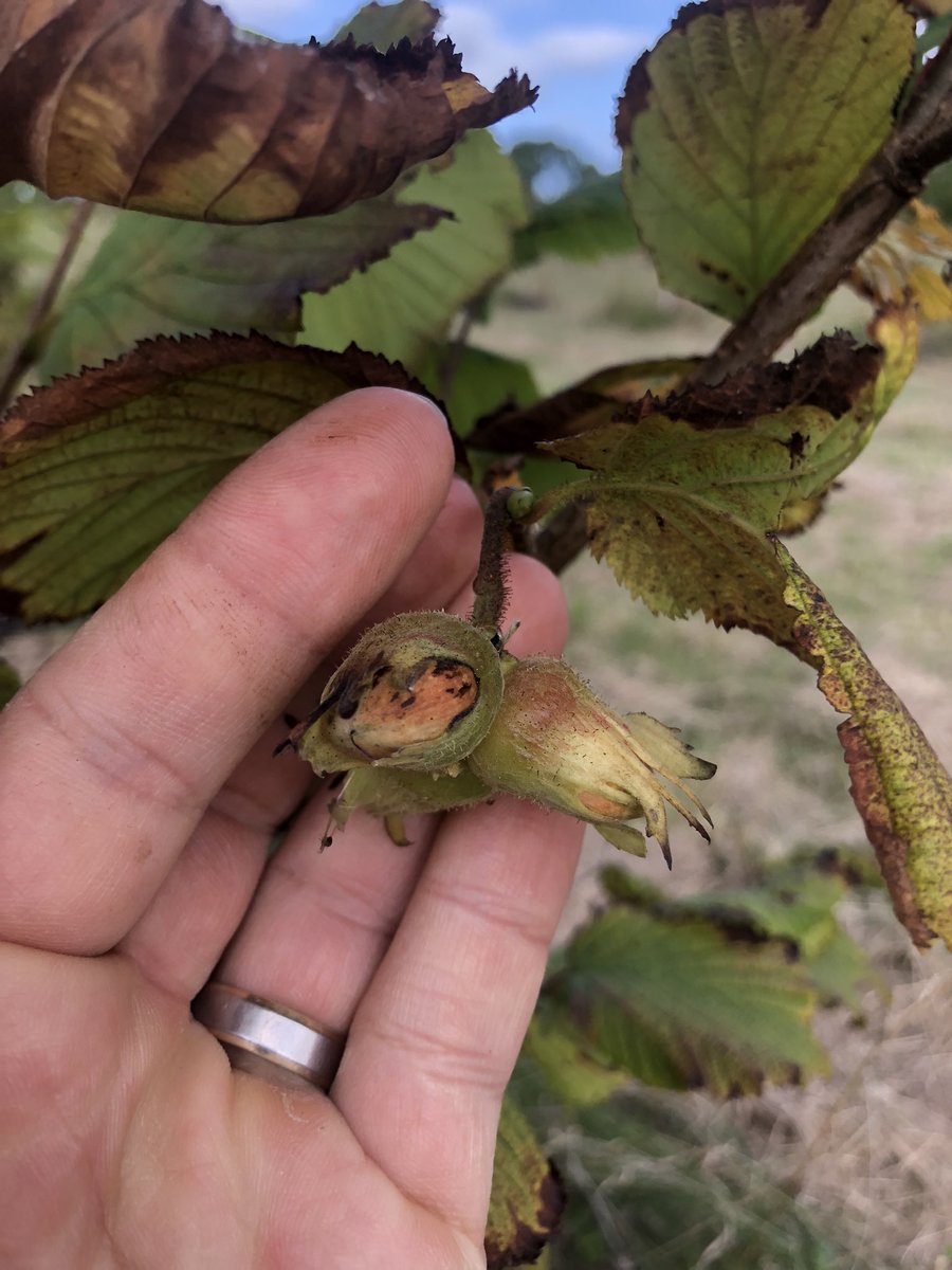 Samuel Deane tweet media