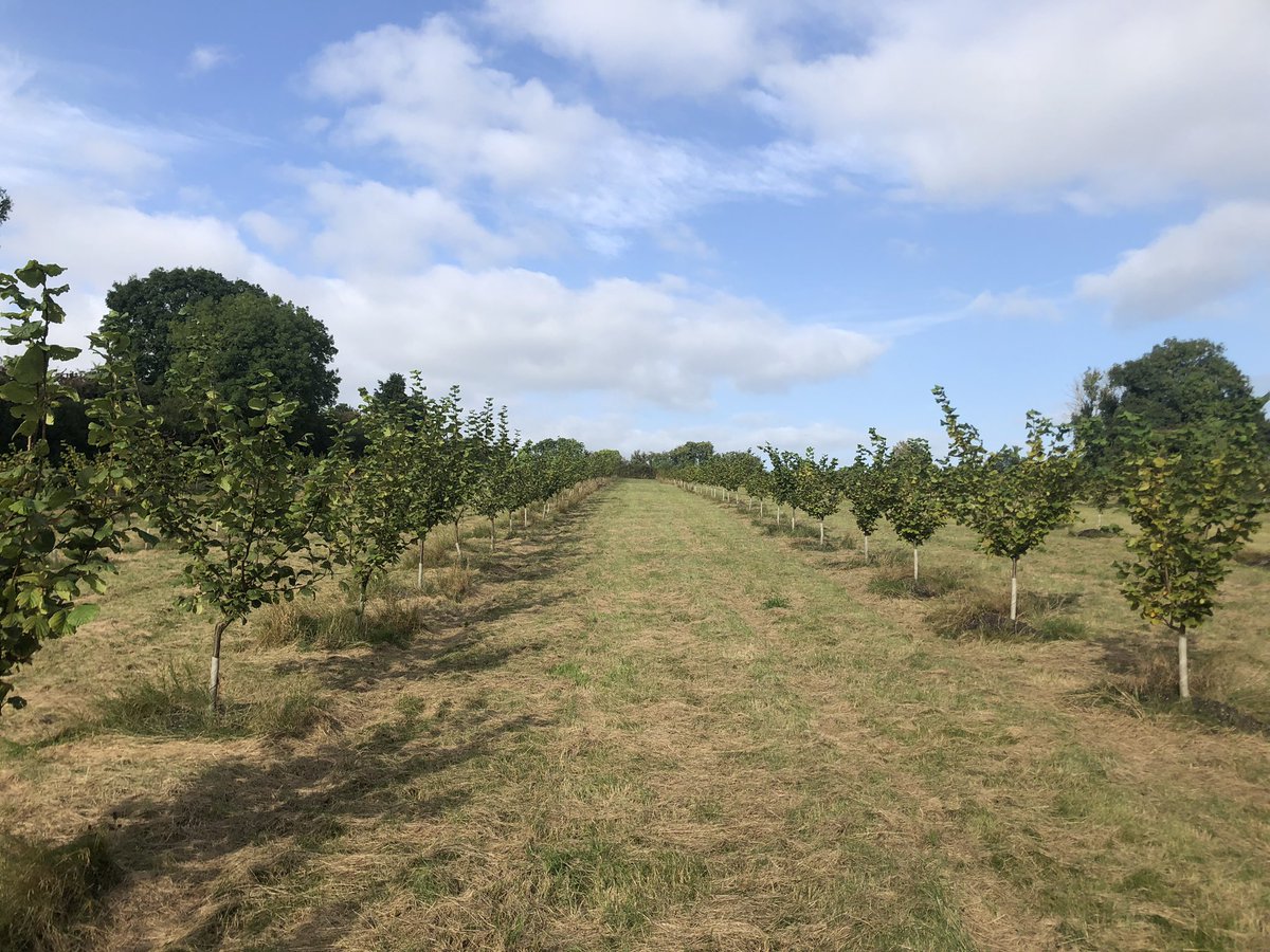 Samuel Deane tweet media