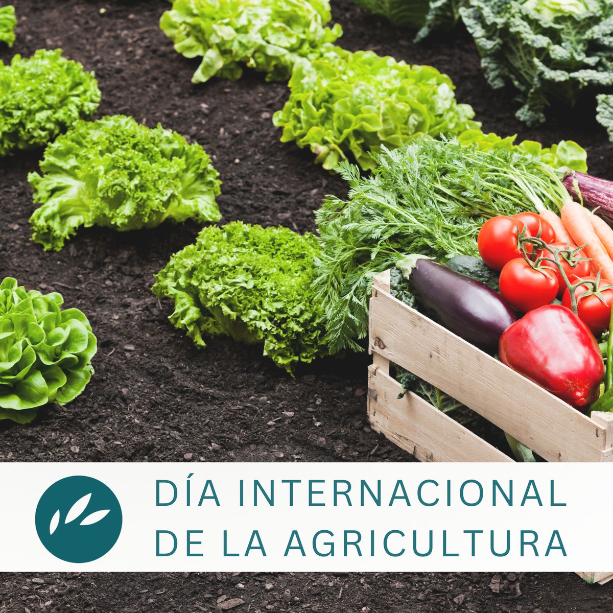🌿 Celebramos el Día Internacional de la Agricultura 🌿y a quienes cultivan la base de nuestra alimentación: los agricultores. Su esfuerzo diario es fundamental para mantener viva la tradición de la #dietamediterranea

#somosdietamediterrenea