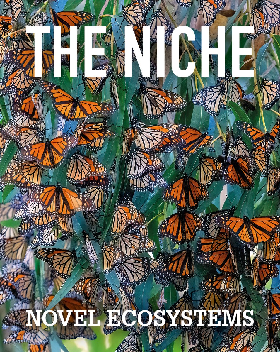 😍Cover reveal😍

Monarch butterflies roosting on eucalyptus in California – just one of the novel ecosystems explored in the new issue of our membership magazine!

Members can read the new copy of The Niche online now 🙌 

britishecologicalsociety.org/membership-com…