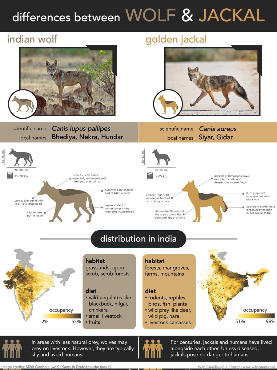 Wild Canids–India Project tweet media