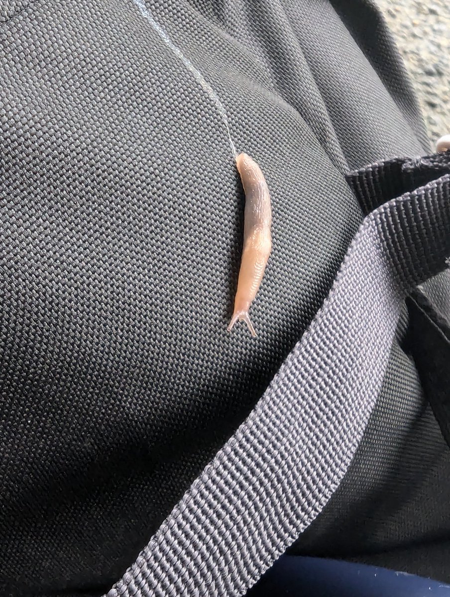 DefinitelyEv's tweet image. I put my bag down for 2 minutes and that creature is already here.