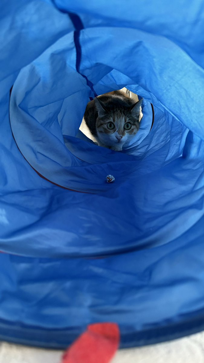 Kumando eğitimmdeyim