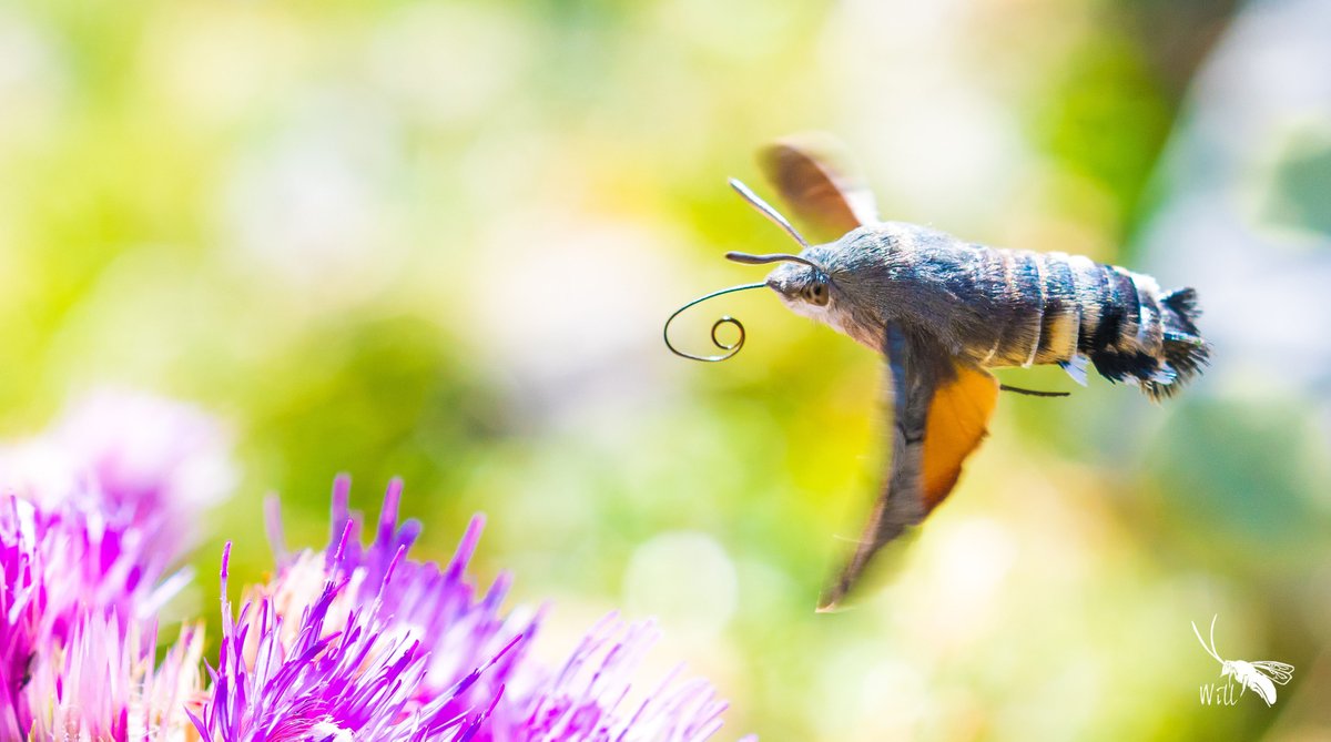 A beautiful hummingbird hawkmoth. These dayflying moths are highly migratory &amp; are currently migrating south towards Africa for the winter! Part of the 17 MILLION other insects we saw migrating: Paper: royalsocietypublishing.org/doi/10.1098/rs…

But they're also vital pollinators...

🧵